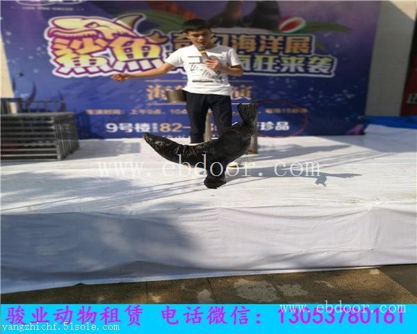 天水专业海狮表演团队