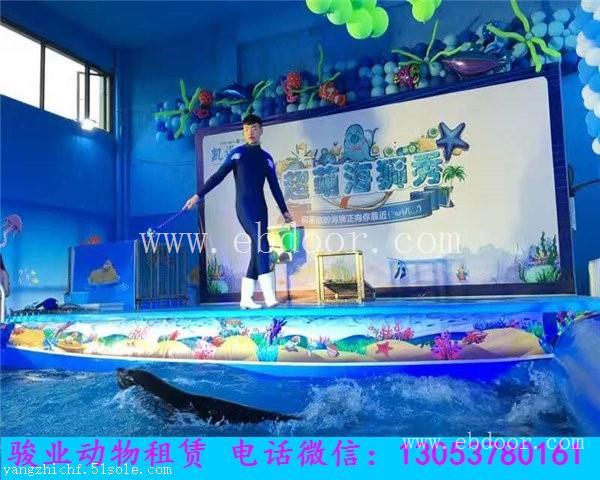 云浮专业海狮表演团队