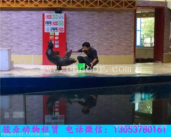金华专业海狮表演团队