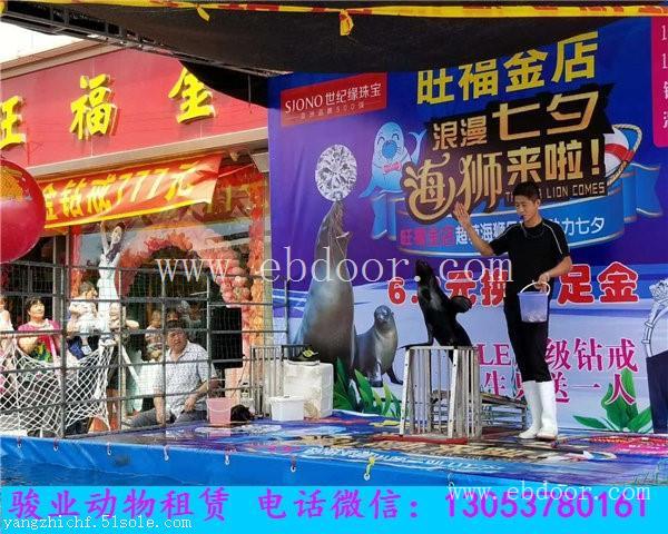 湘潭专业海狮表演团队