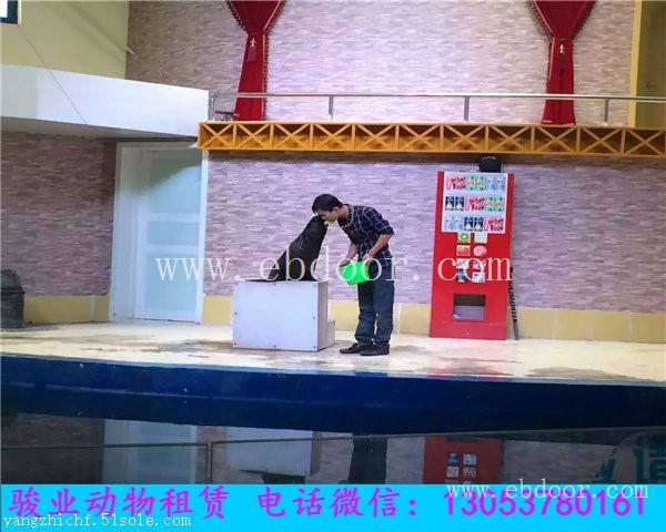 阳泉海狮表演供应商