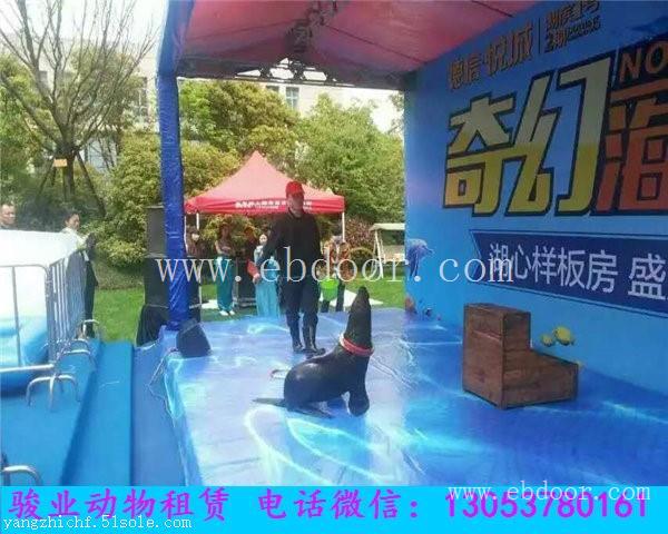 达州专业海狮表演团队
