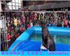 鹤壁海狮表演供应商