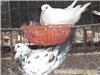 鸽子养殖场  上海�