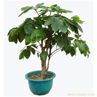 大叶伞-办公室植物租赁价格