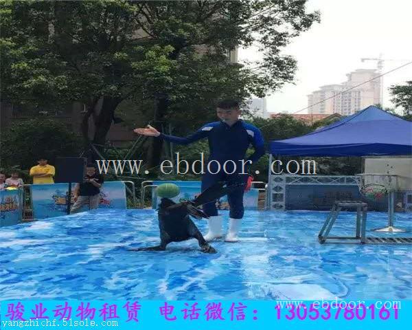 呼和浩特专业海狮表演团队