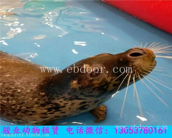 临沂海狮表演出租