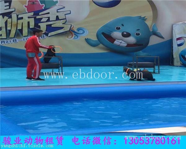 呼伦贝尔海狮表演出租