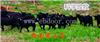 湘美黑山羊放牧资源|黑山羊产业生态友好型
