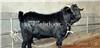 努比亚黑山羊|杂交努比亚黑山羊养殖基地