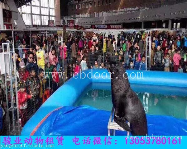 丽江海狮表演出租公司