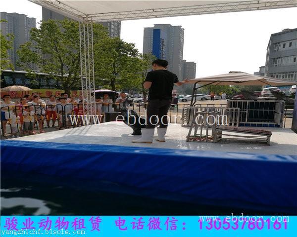 贵港海狮表演出租公司