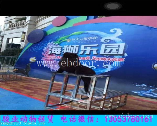 广西海狮表演出租公司
