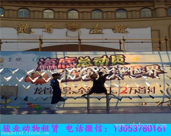 黑龙江海狮表演出租公司