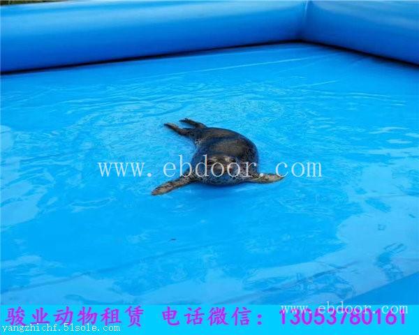 德阳海狮表演出租公司