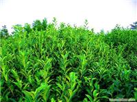 上海乌龙茶批发 