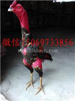 贵州越南斗鸡养殖场，斗鸡价格，斗鸡种蛋价格