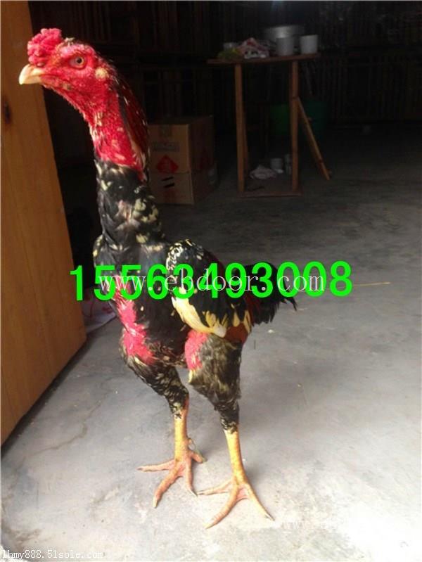 朝阳越南斗鸡养殖场，越南斗鸡养殖技术