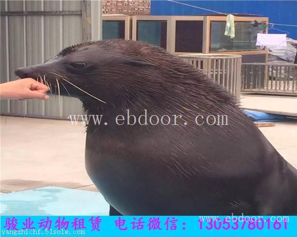 荆门海狮表演出租价格行情
