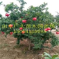 软籽石榴树苗 石榴苗价格 泰山红石榴苗