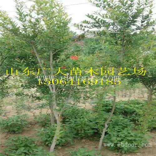 石榴苗葡萄苗草莓苗批发苹果苗基地泰安高新区广大园艺场
