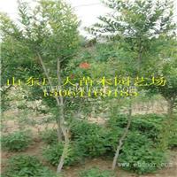 石榴苗葡萄苗草莓苗批发苹果苗基地泰安高新区广大园艺场