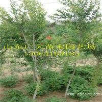 石榴苗葡萄苗草莓苗批发苹果苗基地泰安高新区广大园艺场