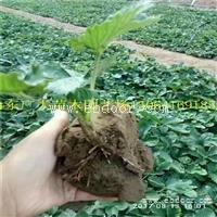 红颜 草莓苗批发 章姬、丰香、甜查理草莓苗价格 