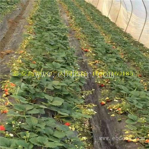 草莓苗批发 苹果苗基地 葡萄苗价格 出售石榴苗