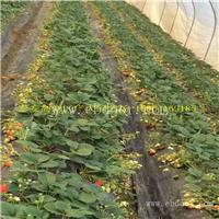 草莓苗批发 苹果苗基地 葡萄苗价格 出售石榴苗