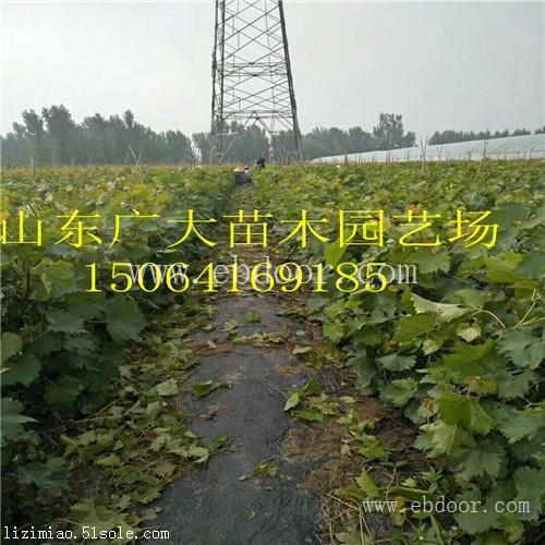 葡萄苗批发基地 优质嫁接葡萄苗价格多少
