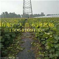 葡萄苗批发基地 优质嫁接葡萄苗价格多少