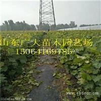 葡萄苗批发基地 优质嫁接葡萄苗价格多少