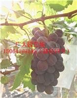 葡萄苗多少钱一株 占地葡萄树苗价格 紫甜无核A17葡萄