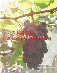 葡萄苗多少钱一株 占地葡萄树苗价格 紫甜无核A17葡萄