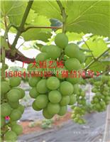 葡萄苗种殖基地 嫁接葡萄苗 占地葡萄树 