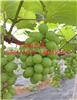 葡萄苗种殖基地 嫁接葡萄苗 占地葡萄树 