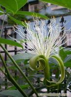 袖珍发财树-上海室内观赏植物-上海园林绿化设计 