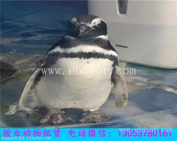 吕梁海洋动物展览表演