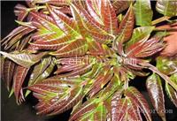 红油香椿苗 香椿苗价格