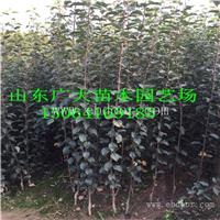 矮化苹果苗基地 苹果树苗价格 烟富苹果苗