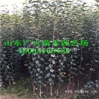 矮化苹果苗基地 苹果树苗价格 烟富苹果苗