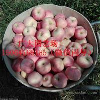 苹果苗多少钱一棵 苹果苗基地 富士苹果苗