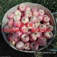 苹果苗多少钱一棵 苹果苗基地 富士苹果苗