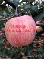 苹果苗新品种 苹果苗基地 富士 苹果树苗批发