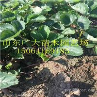 草莓苗批发 甜查理草莓种苗基地 