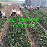 草莓苗批发 甜宝草莓苗价格多少钱一棵