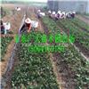 草莓苗批发 甜宝草莓苗价格多少钱一棵