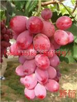 嫁接葡萄苗、泰山石榴苗价格多少钱一棵