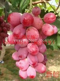 嫁接葡萄苗、泰山石榴苗价格多少钱一棵